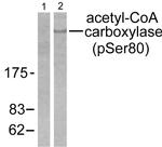 Phospho-Acetyl-CoA Carboxylase (Ser80) Antibody in Western Blot (WB)