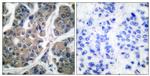Phospho-EEF2 (Thr56) Antibody in Immunohistochemistry (Paraffin) (IHC (P))