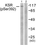 Phospho-KSR1 (Ser392) Antibody in Western Blot (WB)