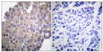 Phospho-PLCG1 (Tyr771) Antibody in Immunohistochemistry (Paraffin) (IHC (P))