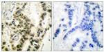 Phospho-SRF (Ser99) Antibody in Immunohistochemistry (Paraffin) (IHC (P))