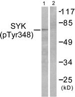 Phospho-Syk (Tyr348) Antibody in Western Blot (WB)