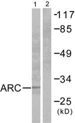 ARC Antibody in Western Blot (WB)