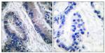Caspase 1 (Cleaved Asp210) Antibody in Immunohistochemistry (Paraffin) (IHC (P))