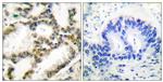 DJ-1 Antibody in Immunohistochemistry (Paraffin) (IHC (P))