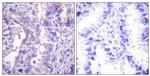 GAD65/GAD67 Antibody in Immunohistochemistry (Paraffin) (IHC (P))