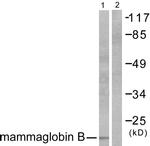 Mammaglobin B Antibody in Western Blot (WB)
