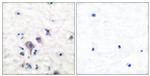 GluR2/GluR3 Antibody in Immunohistochemistry (Paraffin) (IHC (P))