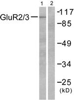 GluR2/GluR3 Antibody in Western Blot (WB)