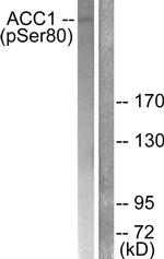 Phospho-Acetyl-CoA Carboxylase (Ser80) Antibody in Western Blot (WB)