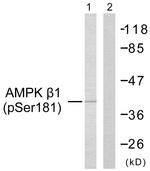Phospho-AMPK beta-1 (Ser181) Antibody in Western Blot (WB)