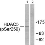 Phospho-HDAC5 (Ser259) Antibody in Western Blot (WB)