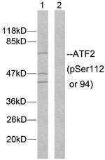 Phospho-ATF2 (Ser94, Ser112) Antibody in Western Blot (WB)