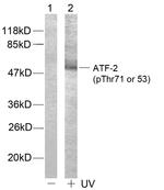 Phospho-ATF2 (Thr53, Thr71) Antibody in Western Blot (WB)