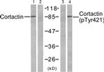 Phospho-Cortactin (Tyr421) Antibody in Western Blot (WB)