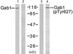 Phospho-GAB1 (Tyr627) Antibody in Western Blot (WB)