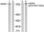 Phospho-ErbB2 (HER-2) (Tyr1221, Tyr1222) Antibody in Western Blot (WB)
