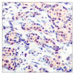 JunD Antibody in Immunohistochemistry (Paraffin) (IHC (P))