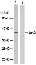 JunD Antibody in Western Blot (WB)