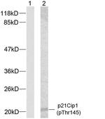 Phospho-p21 (Thr145) Antibody in Western Blot (WB)