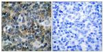 Phospho-VASP (Ser238) Antibody in Immunohistochemistry (Paraffin) (IHC (P))