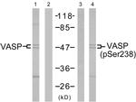 Phospho-VASP (Ser238) Antibody in Western Blot (WB)