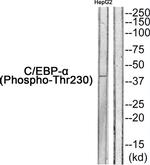Phospho-C/EBP alpha (Thr230) Antibody in Western Blot (WB)