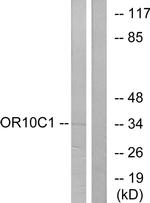 OR10C1 Antibody in Western Blot (WB)