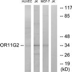 OR11G2 Antibody in Western Blot (WB)