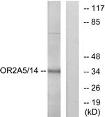 OR2A5/OR2A14 Antibody in Western Blot (WB)