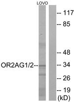 OR2AG1/OR2AG2 Antibody in Western Blot (WB)