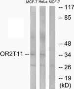 OR2T11 Antibody in Western Blot (WB)