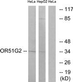 OR51G2 Antibody in Western Blot (WB)
