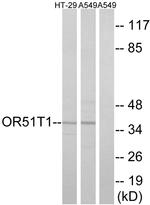 OR51T1 Antibody in Western Blot (WB)