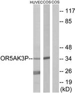 OR5AK3P Antibody in Western Blot (WB)
