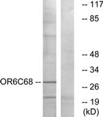 OR6C68 Antibody in Western Blot (WB)