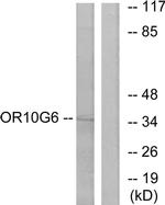 OR10G6 Antibody in Western Blot (WB)