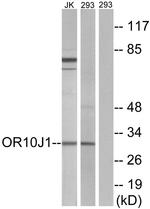 OR10J1 Antibody in Western Blot (WB)