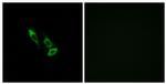 OR10V1 Antibody in Immunocytochemistry (ICC/IF)