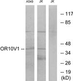 OR10V1 Antibody in Western Blot (WB)