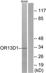 OR13D1 Antibody in Western Blot (WB)