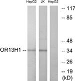 OR13H1 Antibody in Western Blot (WB)