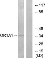 OR1A1 Antibody in Western Blot (WB)