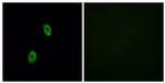 OR1D2 Antibody in Immunocytochemistry (ICC/IF)