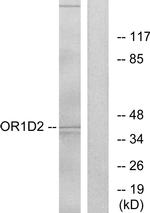 OR1D2 Antibody in Western Blot (WB)