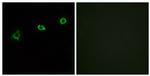 OR1N1 Antibody in Immunocytochemistry (ICC/IF)