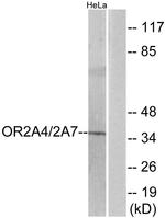 OR2A4/OR2A7 Antibody in Western Blot (WB)