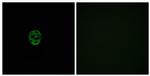 OR2AE1 Antibody in Immunocytochemistry (ICC/IF)