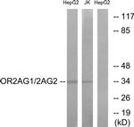 OR2AG1/OR2AG2 Antibody in Western Blot (WB)