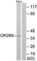 OR2B8P Antibody in Western Blot (WB)